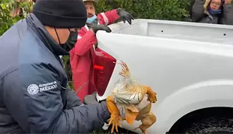 Habilitan refugio urgente para iguanas en Tampico