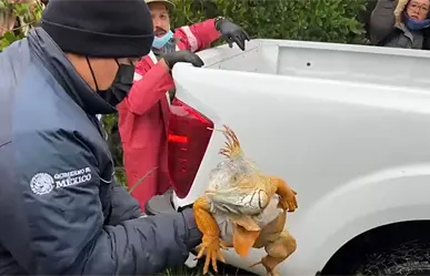 Habilitan refugio urgente para iguanas en Tampico
