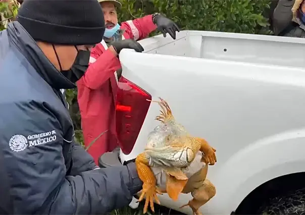 Habilitan refugio urgente para iguanas en Tampico