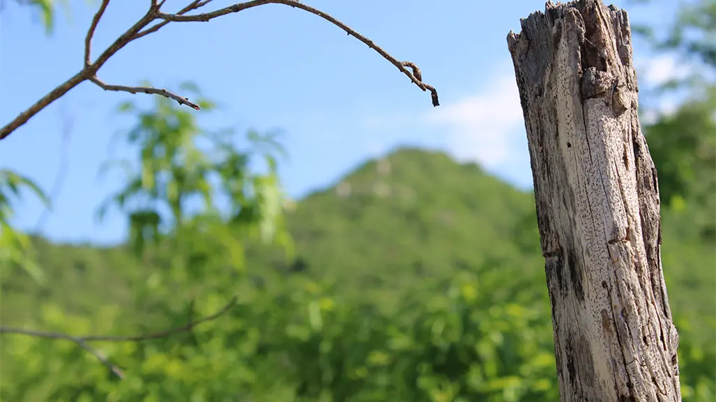 Detienen a presunto homicida en Loreto; lo mató en una riña golpeándolo en la cabeza