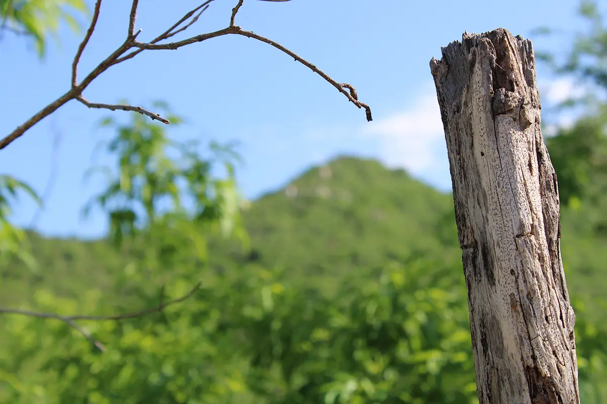 En un rancho ubicado en el municipio de Loreto se suscitó una riña, resultando un hombre muerto; el presunto culpable está en manos de las autoridades. Foto Ilustrativa: Modesto Peralta Delgado.