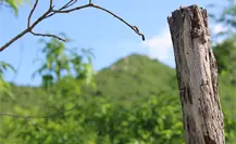 Detienen a presunto homicida en Loreto; lo mató en una riña golpeándolo en la cabeza Detienen a presunto homicida en Loreto; lo mató en una riña golpeándolo en la cabeza