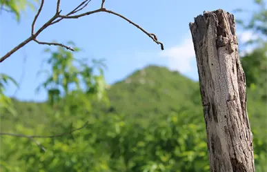 Detienen a presunto homicida en Loreto; lo mató en una riña golpeándolo en la cabeza