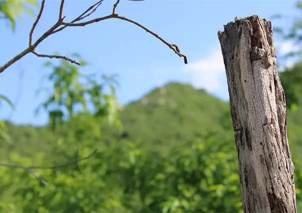 Detienen a presunto homicida en Loreto; lo mat&oacute; en una ri&ntilde;a golpe&aacute;ndolo en la cabeza