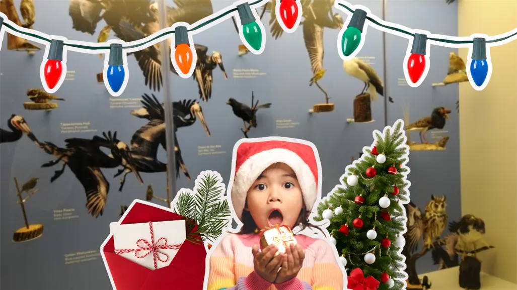 Musave en Saltillo invita al festival Navidad con las Aves 2025, esta es la cartelera