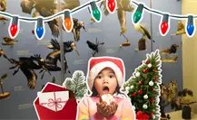 Musave en Saltillo invita al festival Navidad con las Aves 2025, esta es la cartelera Musave en Saltillo invita al festival Navidad con las Aves 2025, esta es la cartelera