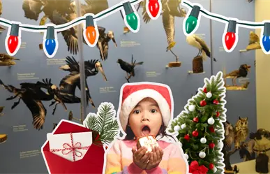 Musave en Saltillo invita al festival Navidad con las Aves 2025, esta es la cartelera