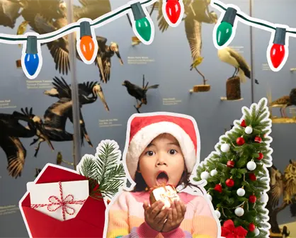 Musave en Saltillo invita al festival Navidad con las Aves 2025, esta es la cartelera