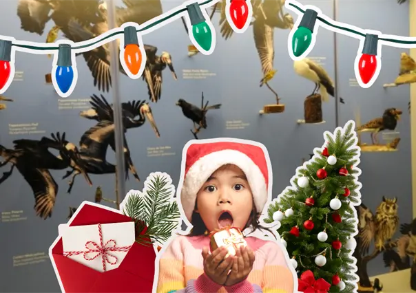 Musave en Saltillo invita al festival Navidad con las Aves 2025, esta es la cartelera