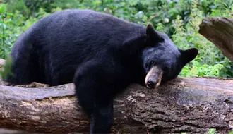 Oso negro en Coahuila, así puedes apoyar a su conservación en la Sierra de Zapalinamé
