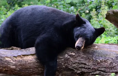 Oso negro en Coahuila, así puedes apoyar a su conservación en la Sierra de Zapalinamé