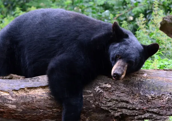 Oso negro en Coahuila, así puedes apoyar a su conservación en la Sierra de Zapalinamé