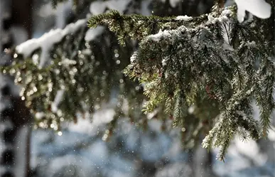 5 cosas que debes saber si pretendes viajar en invierno a La Rosilla, el congelador de México