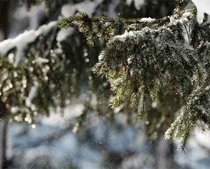 5 cosas que debes saber si pretendes viajar en invierno a La Rosilla, el congelador de México