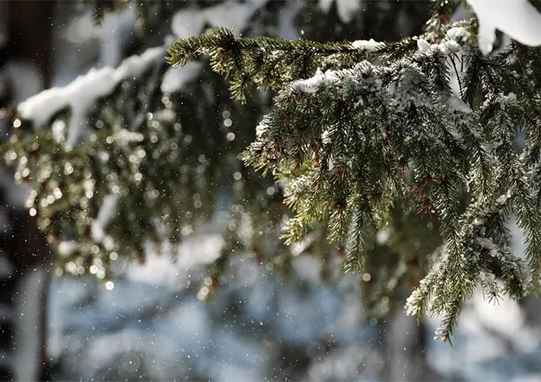 5 cosas que debes saber si pretendes viajar en invierno a La Rosilla, el congelador de M&eacute;xico