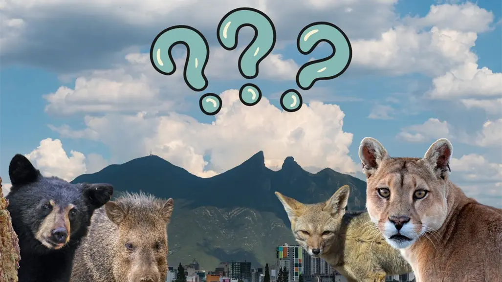 ¿Qué animal nativo de Nuevo León está más amenazado? Radiografía de su situación