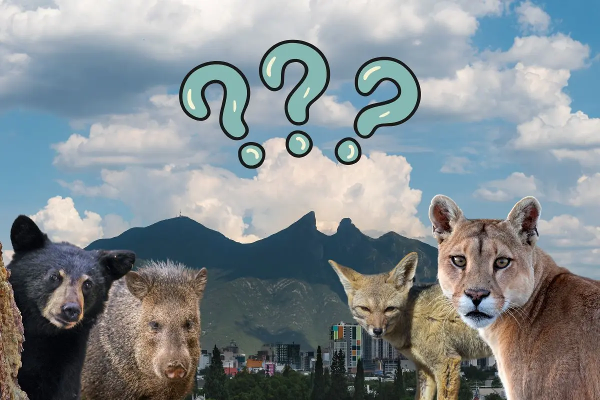 En Nuevo León conviven montañas, sierras, matorrales y zonas semiáridas. Foto: CANVA