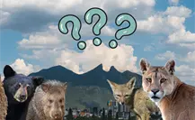 ¿Qué animal nativo de Nuevo León está más amenazado? Radiografía de su situación ¿Qué animal nativo de Nuevo León está más amenazado? Radiografía de su situación