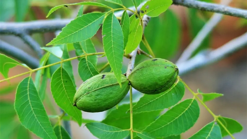 Coahuila enfrenta poca producción de nuez, Desarrollo Rural explica por qué