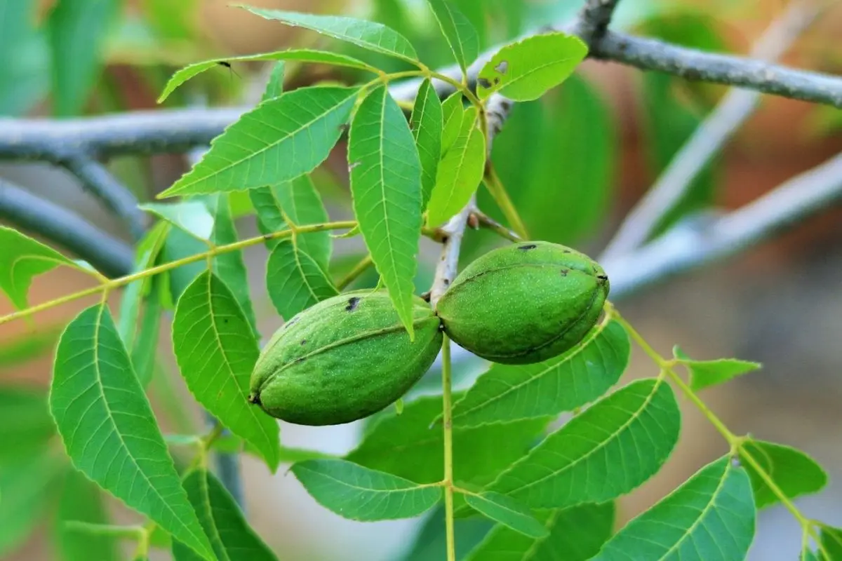 Plantio de cosecha de nuez en Coahuila / Foto: La Clotilde