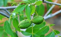 Coahuila enfrenta poca producción de nuez, Desarrollo Rural explica por qué