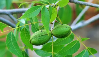 Coahuila enfrenta poca producción de nuez, Desarrollo Rural explica por qué