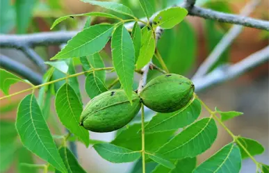 Coahuila enfrenta poca producción de nuez, Desarrollo Rural explica por qué