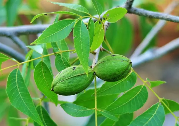 Coahuila enfrenta poca producción de nuez, Desarrollo Rural explica por qué
