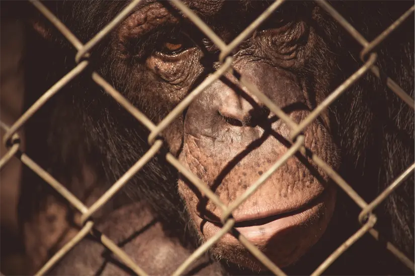 imagen recuadro En Coahuila, la alarmante cifra de casos de crueldad animal pone de manifiesto la baja cultura de denuncia de los ciudadanos. Foto: Canva