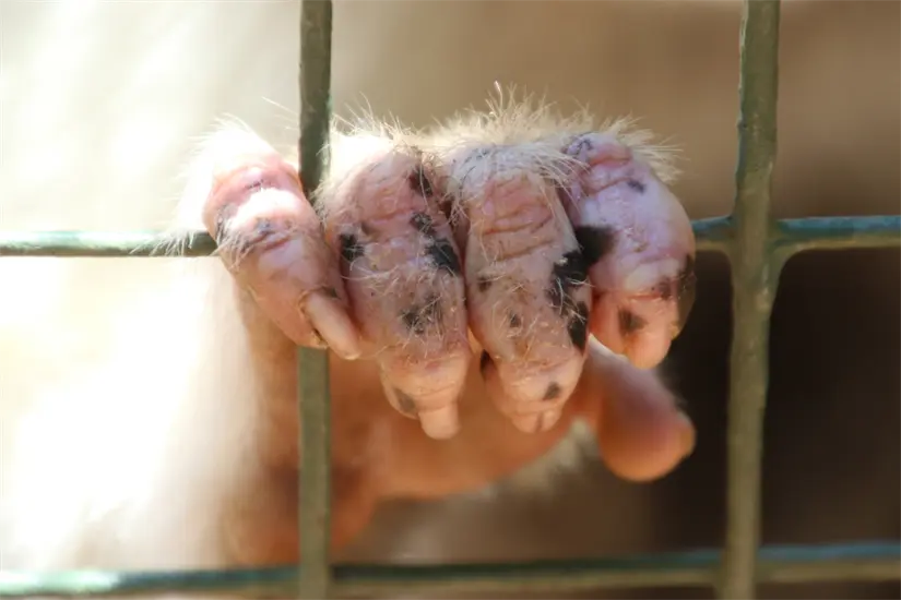 imagen recuadro La situación de crueldad animal en Coahuila se agrava por la deficiente cultura de denuncia que prevalece en la comunidad. Foto: Canva