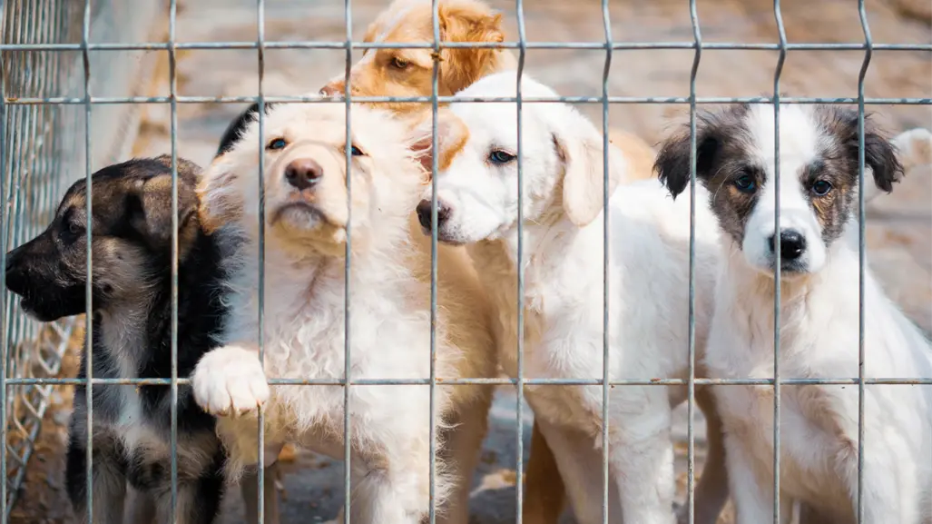 El 90% de crueldad animal en Coahuila se reporta en redes sociales