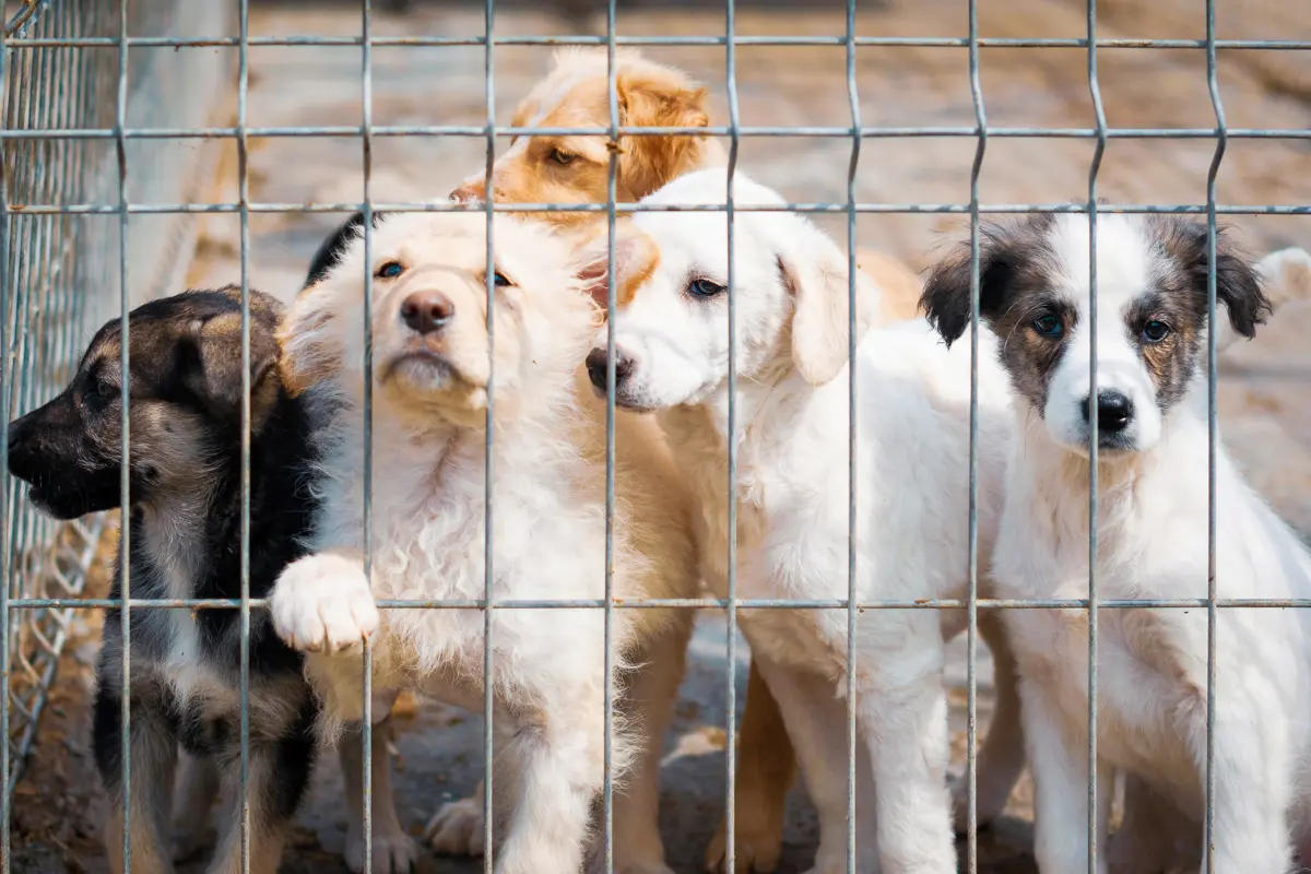 Los alarmantes índices de crueldad animal en Coahuila reflejan la insuficiente cultura de denuncia entre los ciudadanos. Foto: Canva