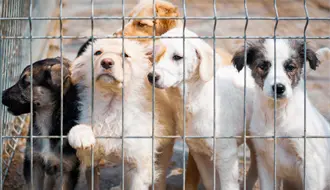 El 90% de crueldad animal en Coahuila se reporta en redes sociales