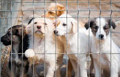 El 90% de crueldad animal en Coahuila se reporta en redes sociales