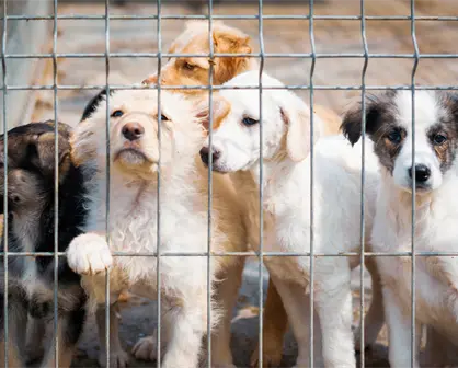 El 90% de crueldad animal en Coahuila se reporta en redes sociales