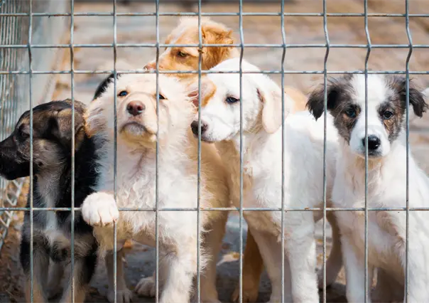 El 90% de crueldad animal en Coahuila se reporta en redes sociales