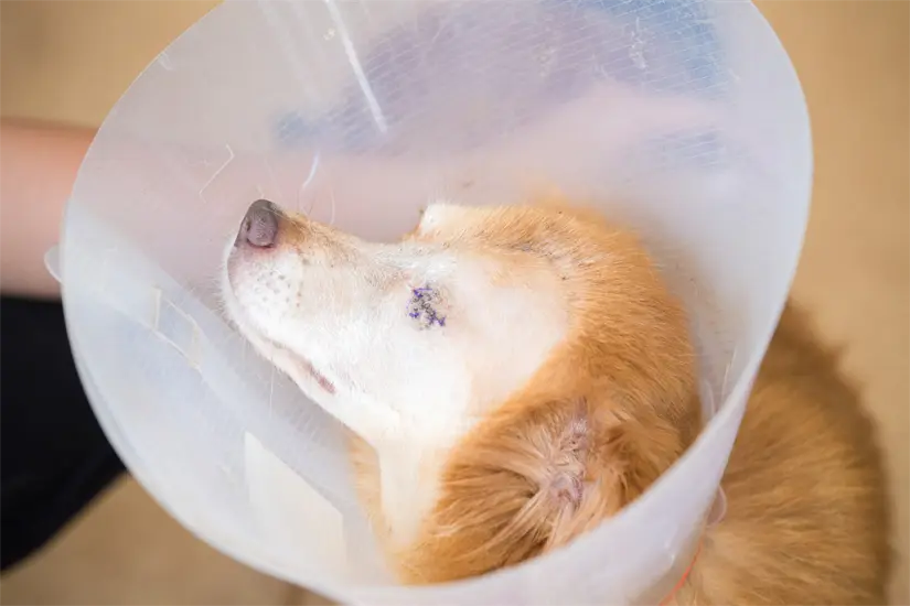 imagen recuadro La detección de casos de crueldad animal en Coahuila revela una preocupante falta de acción y denuncia en la sociedad. Foto: Canva