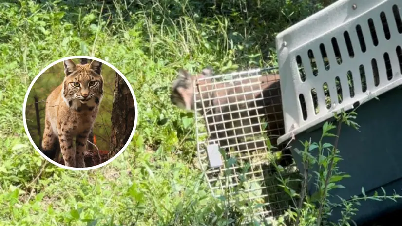 imagen recuadro Entre los animales que serán liberados encuentras ocelote, lince, mapaches, entre otros | Foto: Comisión de Parques y Biodiversidad de Tamaulipas | Freepik