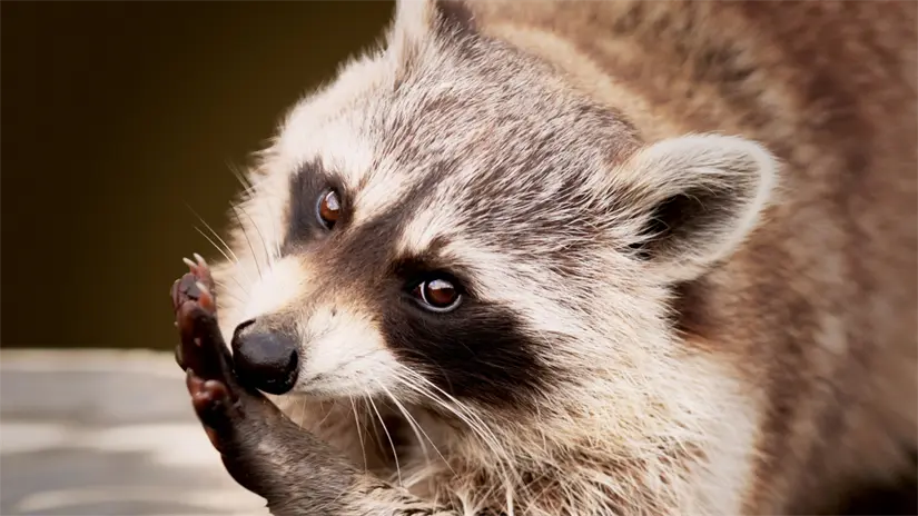 imagen recuadro Los animales estuvieron en rehabilitación y cuidado del personal del Zoológico de Tamatán | Foto: Freepik