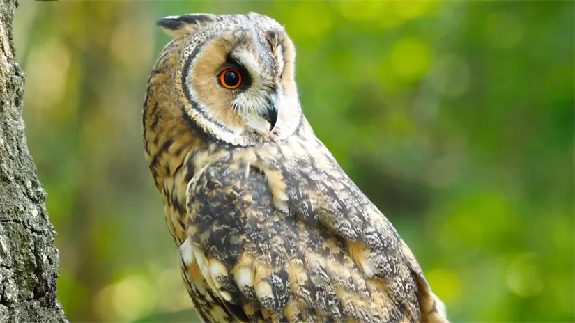 imagen recuadro Una lechuza también será liberada en su hábitat | Foto: Freepik
