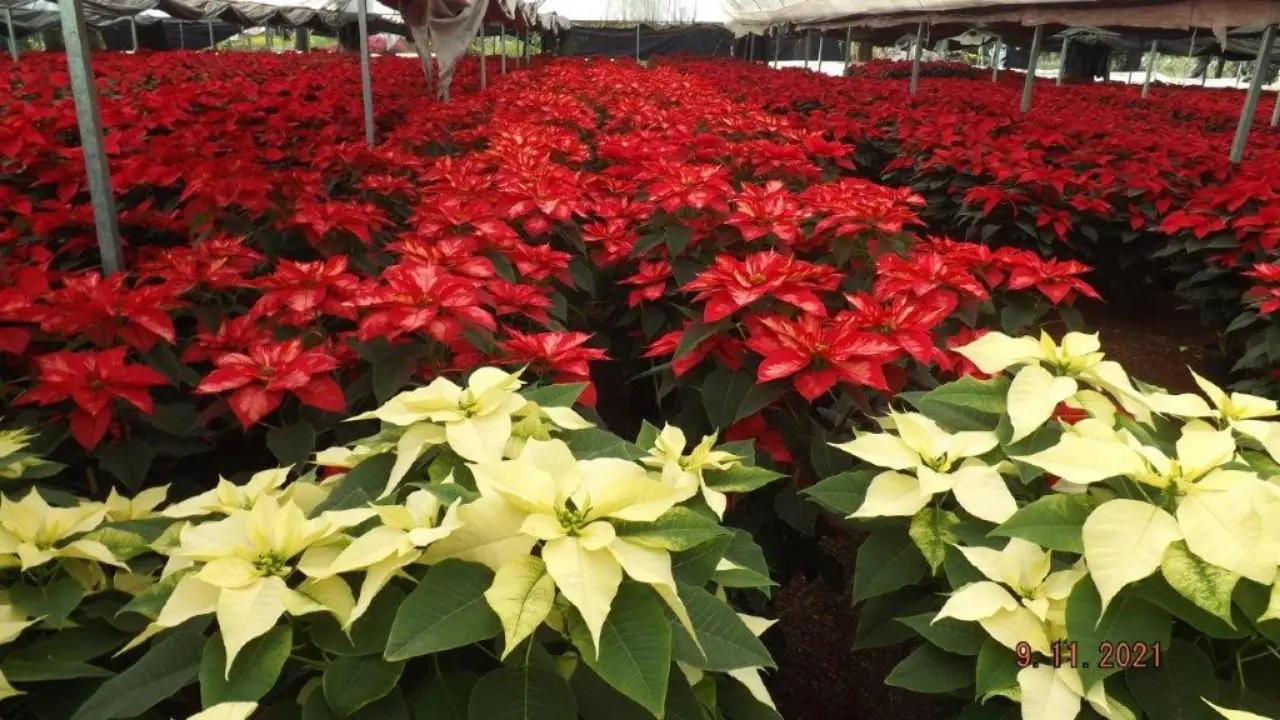 Nochebuenas en CDMX. Foto: agricultura/cdmx.com | Canva