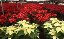 Nochebuenas en CDMX 2025: precios, lugares y tips para ahorrar esta Navidad Nochebuenas en CDMX 2025: precios, lugares y tips para ahorrar esta Navidad