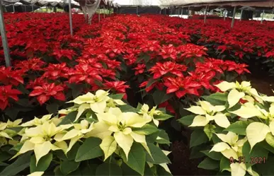 Nochebuenas en CDMX 2025: precios, lugares y tips para ahorrar esta Navidad