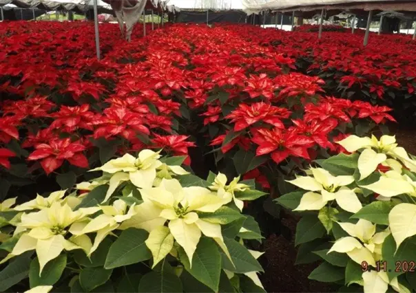 Nochebuenas en CDMX 2025: precios, lugares y tips para ahorrar esta Navidad