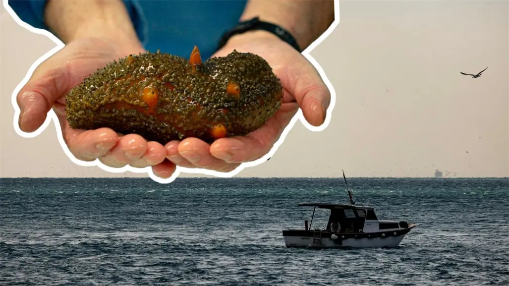 Arrecifes artificiales en el refugio pesquero de Celestún impulsan la repoblación de pepino de mar