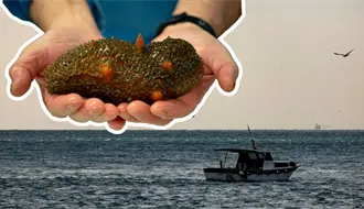 Arrecifes artificiales en el refugio pesquero de Celestún impulsan la repoblación de pepino de mar