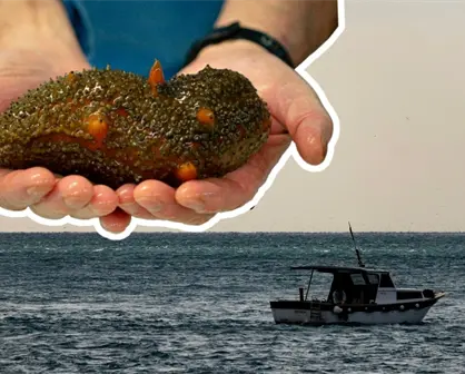 Arrecifes artificiales en el refugio pesquero de Celestún impulsan la repoblación de pepino de mar