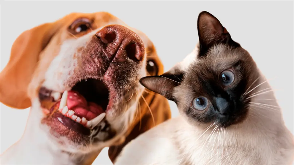 Nuevo Laredo asegura suministro para gran campaña antirrábica en 2026