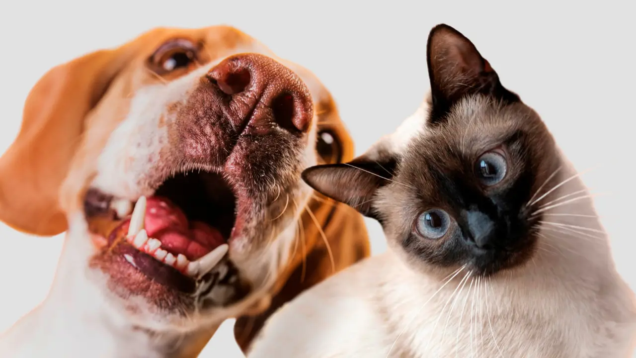 Invitan a la comunidad a vacunar a sus mascotas en la campaña de vacunación antirrábica | Foto: Freepik