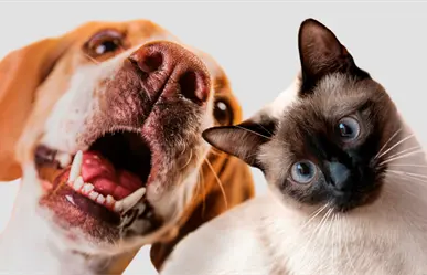 Nuevo Laredo asegura suministro para gran campaña antirrábica en 2026